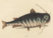Der Fisch-Katze Silurus catus - Mark Catesby — Ansicht des Kunstwerks