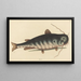 Der Fisch-Katze Silurus catus - Mark Catesby — gerahmtes Bild an der Wand