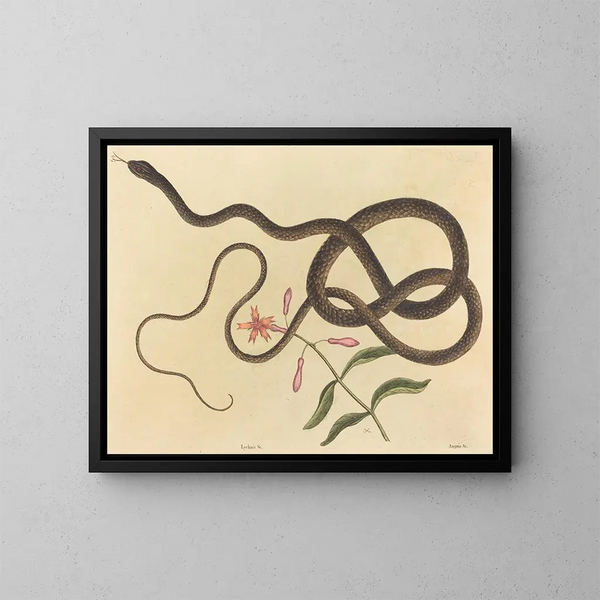 Der verrückte Peitschen-Schlange - Mark Catesby — gerahmtes Bild an der Wand