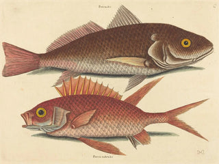 Die gewellte Angelrute von Croker - Mark Catesby — Ansicht des Kunstwerks