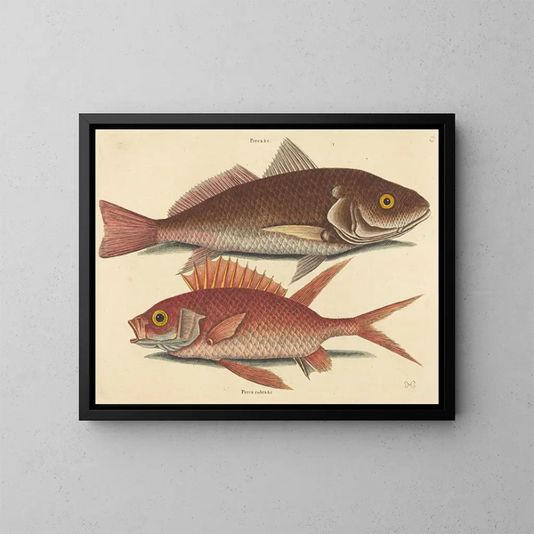 Die gewellte Angelrute von Croker - Mark Catesby — gerahmtes Bild an der Wand