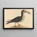 Le Bec-en-ciseaux Rhynchops nigra - Mark Catesby — gerahmtes Bild an der Wand
