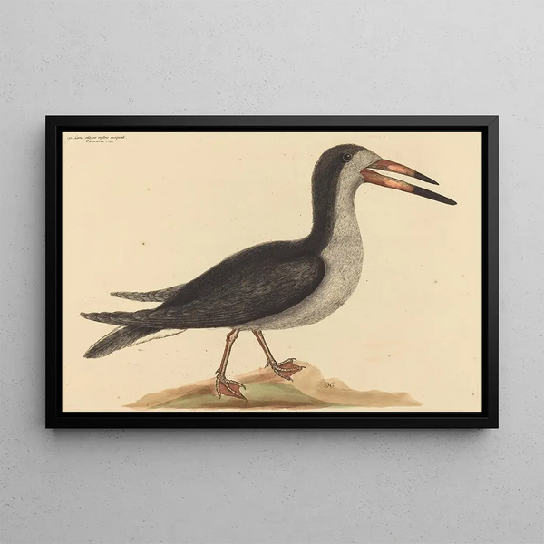 Le Bec-en-ciseaux Rhynchops nigra - Mark Catesby — gerahmtes Bild an der Wand