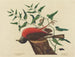 Der Amsel von Caroline - Mark Catesby — Ansicht des Kunstwerks