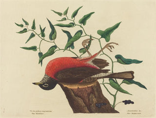 Der Amsel von Caroline - Mark Catesby — Ansicht des Kunstwerks