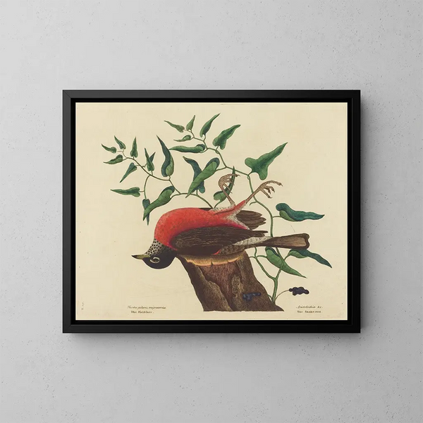 Der Amsel von Caroline - Mark Catesby — gerahmtes Bild an der Wand