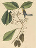Der Kiefernmeise Parus americanus - Mark Catesby — Ansicht des Kunstwerks
