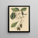 Der Kiefernmeise Parus americanus - Mark Catesby — gerahmtes Bild an der Wand