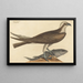 Der Fischadler Falco haliaetus - Mark Catesby — gerahmtes Bild an der Wand