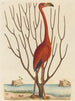 Der rosa Flamingo Phoenicopterus ruber - Mark Catesby — Ansicht des Kunstwerks