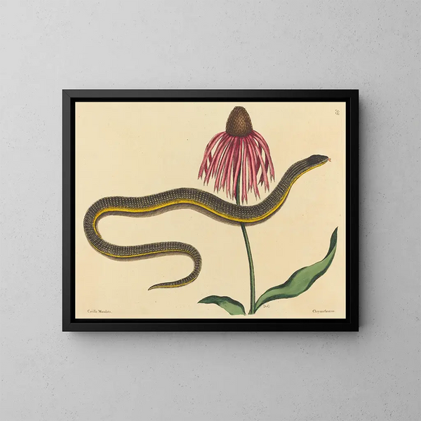 Der Glasschlang Anguis ventralis - Mark Catesby — gerahmtes Bild an der Wand