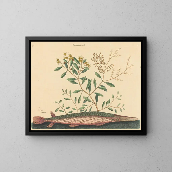 Der grüne Fisch Esox osseus - Mark Catesby — gerahmtes Bild an der Wand