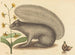 Der graue Eichhörnchen - Mark Catesby — Ansicht des Kunstwerks