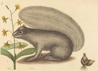Der graue Eichhörnchen - Mark Catesby — Ansicht des Kunstwerks