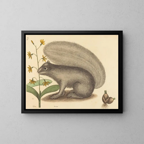 Der graue Eichhörnchen - Mark Catesby — gerahmtes Bild an der Wand