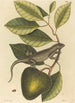 L'Iguane Lacerta Iguana - Mark Catesby — Ansicht des Kunstwerks