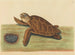 Die verschachtelte Schildkröte - Mark Catesby — Ansicht des Kunstwerks