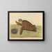 Die verschachtelte Schildkröte - Mark Catesby — gerahmtes Bild an der Wand