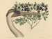 Die kanadische Kranich Ardea americana - Mark Catesby — Ansicht des Kunstwerks