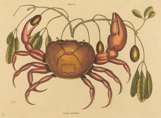 Der Landkrabbe Cancer ruricola - Mark Catesby — Ansicht des Kunstwerks