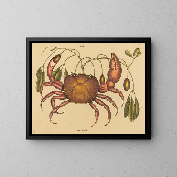 Der Landkrabbe Cancer ruricola - Mark Catesby — gerahmtes Bild an der Wand