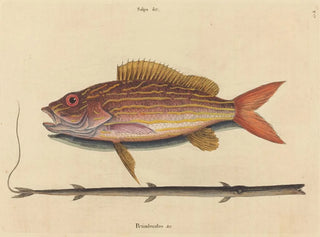 Le sparus synagris - Mark Catesby — Ansicht des Kunstwerks