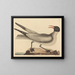 La mouette rieuse - Mark Catesby — gerahmtes Bild an der Wand