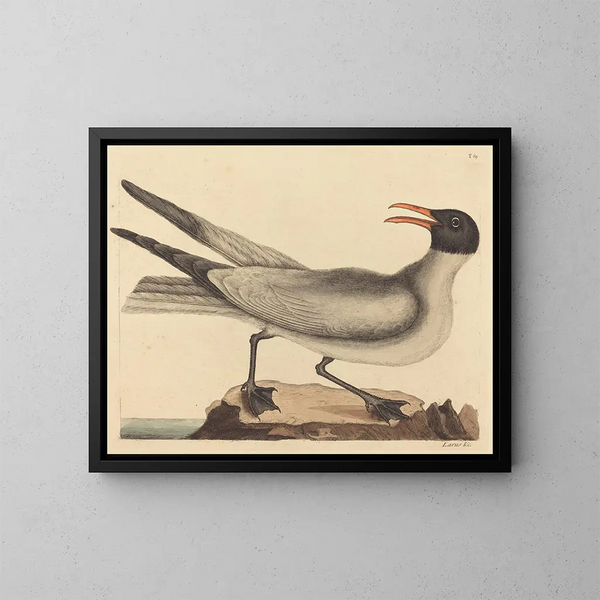 La mouette rieuse - Mark Catesby — gerahmtes Bild an der Wand