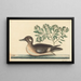 Der kleine braune Ente, Anas rustica - Mark Catesby — gerahmtes Bild an der Wand