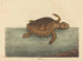 Die Karettschildkröte Testudo cavanna - Mark Catesby — Ansicht des Kunstwerks
