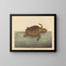 Die Karettschildkröte Testudo cavanna - Mark Catesby — gerahmtes Bild an der Wand