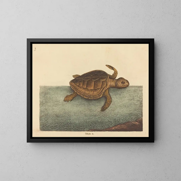 Die Karettschildkröte Testudo cavanna - Mark Catesby — gerahmtes Bild an der Wand