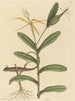 Le Lézard de Lyon Lacerta 6-lineata - Mark Catesby — Ansicht des Kunstwerks