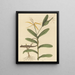 Le Lézard de Lyon Lacerta 6-lineata - Mark Catesby — gerahmtes Bild an der Wand