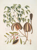 L'acajou - Mark Catesby — Ansicht des Kunstwerks