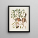 L'acajou - Mark Catesby — gerahmtes Bild an der Wand