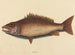 Der graue Schnapper - Mark Catesby — Ansicht des Kunstwerks
