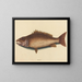 Der graue Schnapper - Mark Catesby — gerahmtes Bild an der Wand
