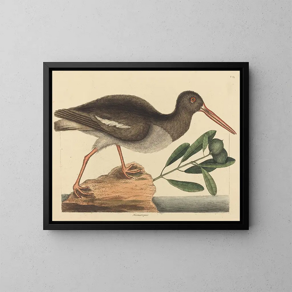 Le Huîtrier pie Haematopus ostralegus - Mark Catesby — gerahmtes Bild an der Wand