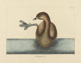 Mark Catesby - The Piedbilled Dobchick Colymbus podiceps.webp