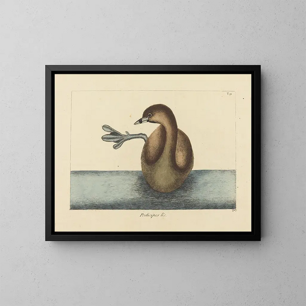 Der bunte Schnabelreiher - Mark Catesby — gerahmtes Bild an der Wand