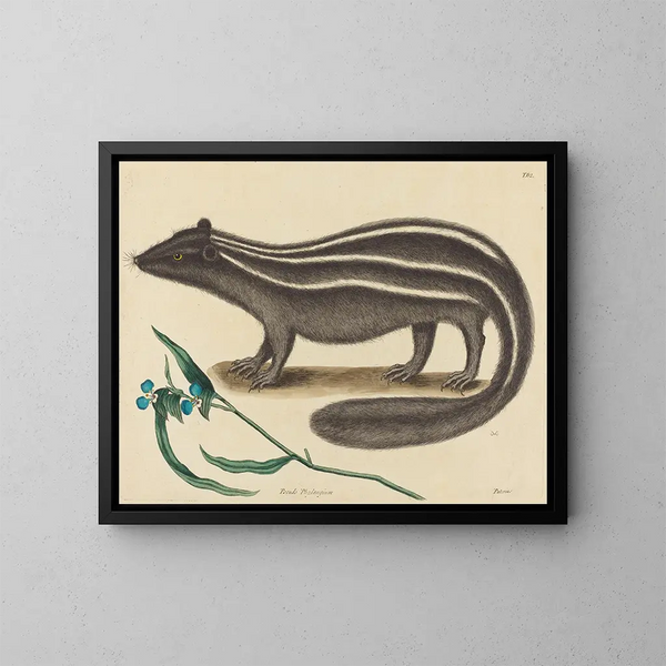 La fouine d'Europe - Mark Catesby — gerahmtes Bild an der Wand