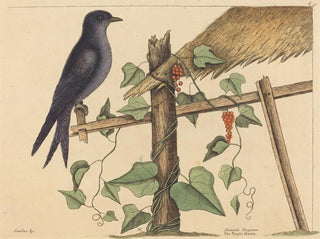Der purpurne Martin - Mark Catesby — Ansicht des Kunstwerks