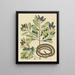 Der Schlangenband Coluber saurita - Mark Catesby — gerahmtes Bild an der Wand