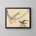 Der Reisfisch - Mark Catesby — gerahmtes Bild an der Wand