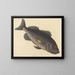 Der giftige Barsch - Mark Catesby — gerahmtes Bild an der Wand