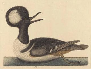 Der Entenvogel mit Kapuze - Mark Catesby — Ansicht des Kunstwerks
