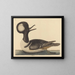 Der Entenvogel mit Kapuze - Mark Catesby — gerahmtes Bild an der Wand