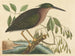 Le petit butor - Mark Catesby — Ansicht des Kunstwerks