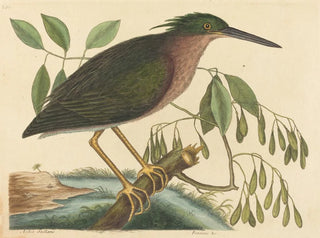 Le petit butor - Mark Catesby — Ansicht des Kunstwerks